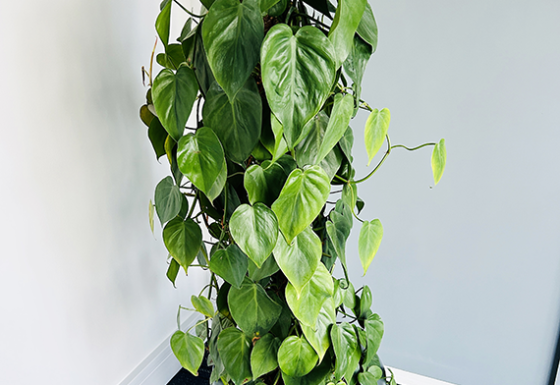 Indoor Plant P15
